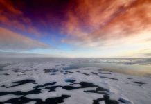 Mahovina na Antarktiku umire zbog klimatskih promena Antarktik