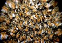 Da li su ose neprijatelji životne sredine? bees-276190_1920