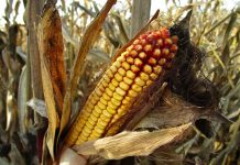 Energija iz otpada corn-1794085_1920