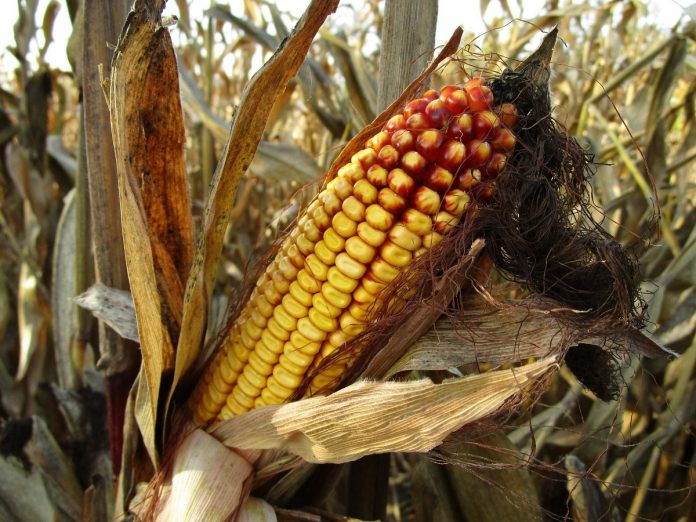 corn-1794085_1920