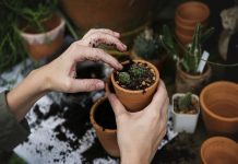 Kako biti ekološki odgovoran baštovan? ecology-2985781_1920