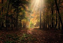 Norveška je prva zemlja na svetu koja je zabranila seču šuma forest-287393_1920