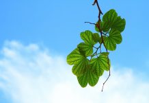 Ko je zaštitnik životne sredine, a ko najveći zagađivač u 2017. leaves-15757_1920