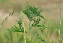 Ambrozije više nego ikada – kako protiv korova? plant-3257793_1920