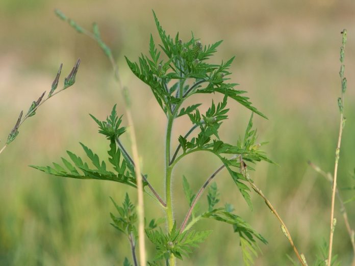 plant-3257793_1920