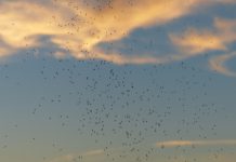 Beograd obezbedio dodatna sredstva za zaprašivanje komaraca rave-1837656_1920