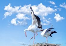 Ubijanje zaštićenih vrsta životinja u Srbiji strogo je kažnjivo Roda