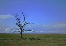 Sumorne prognoze: Zbog klimatskih promena nestaju usevi i šume tree-2649411_1920