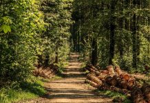 Kako klimatske promene utiču na drveće? trees-3410836_1920