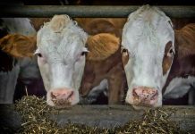 PODSTICAJI ZA NAPREDAK POLJOPRIVREDE poljoprivreda