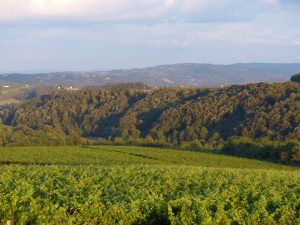 topola