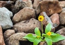 Drenovac – neolitski megalopolis drenovac