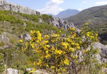 Šta sve ima da ponudi Jelašnička klisura ? jelasnicka