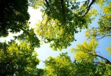 Pošumljavanje kod Pirota i Babušnice posumljavanje