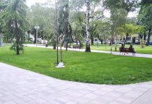 Niš bogatiji za 1600 stabala belog jasena Navodnjavanje u Centralnom parku