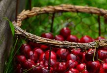 Preduzeće Voćar ponuđeno na prodaju za dva miliona evra Višnje su bile prioritet u proizvodnji