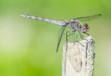 Treći tretman komaraca u Paraćinu ove godine prskanje komaraca