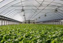 Mladim poljoprivrednicima bespovratno do 1.500.000 dinara za pokretanje proizvodnje plastenici