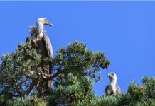 Nisko letenje helikoptera iznad „Uvca“ uznemirilo zaštićene vrste beloglavih supova Prirodni rezervat Uvac ugrožen