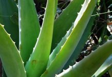 Na Kukavici pronađena srpska aloja lekovita biljka