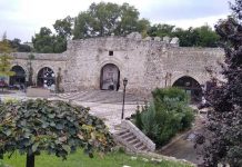 Za pošumljavanje Niša dva miliona dinara iz gradskog budžeta Ekologija Niša