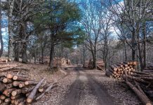 Šumokradice nanose veliku štetu uprkos oštrim kaznama Šumokradice su uvek aktuelne