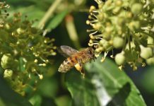 Sajam pčelarstva „Tašmajdan 2020“ 46. put u Beogradu