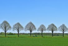 Novi Sad dobija skoro 400 kilometara vetrozaštitnih pojaseva