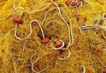 Ogromne mogućnosti za uzgoj ribe i izgradnju novih ribnjaka u Vojvodini