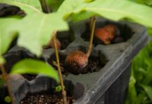 Grad Leskovac realizovao projekat pošumljavanja