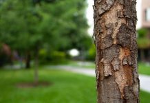 Pošumljavanje opštine Plandište – Prve sadnice u selu Barice