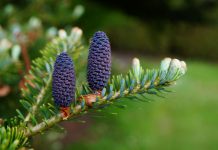 Zasađeni četinari u dvorištima škola u Leskovcu