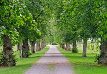 Leskovčani negodovali, posečene stare lipe u centru grada