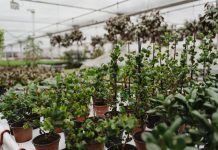 Međunarodni sajam hortikulture od 7. do 11. aprila na Beogradskom sajmu Beoplantfair 2022