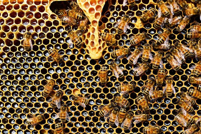podsticaji pčelari