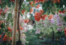 Konkurs za najlepše dvorište na teritoriji grada Užica konkurs za najlepše dvorište