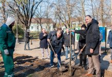 Zrenjanin: Nastavljena sadnja u Karađorđevom parku