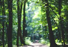 Sremski Karlovci: Opština preuzela brigu o „Stražilovu“