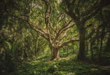 RZS: U zaštitu životne sredine uloženo 69,25 milijardi