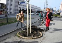 Novi Sad: Ozelenjavanje gradskih ulica