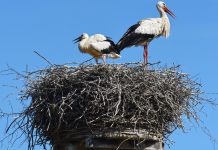 Rode biraju naselje Klisa u Novom Sadu! roda