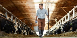 Podsticaji za stočare: od petka isplata dodatnih sredstava