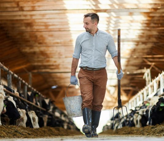 Vojvodina ulaže 350 miliona dinara u kvalitetna priplodna grla i podršku mladim stočarima