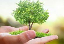 Beograd oplemenjen sa 100 novih sadnica lipe i javora sadnice-u-bg