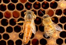 Pčelinje matice pod lupom nauke: da li je moguće odgonetanje tajne dugovečnosti pčelinja matica