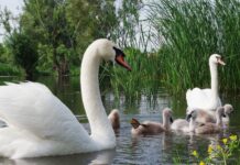 Obedska bara – prirodni biser koji okuplja saveznike prirode