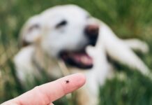 Prolećna akcija suzbijanja krpelja širom Beograda: Ekipe Gradske čistoće na terenu krpelj