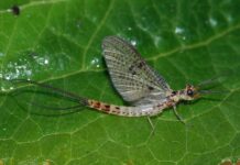 Tiski cvet: Krhka lepota koja svake godine podseća na snagu prirode