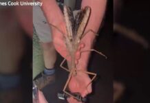 U Australiji otkriven insekt koji ruši rekorde po težini