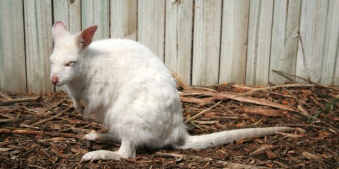 albino-wallaby